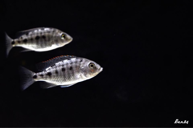 Protomelas virgatus 'Namalenje Island'